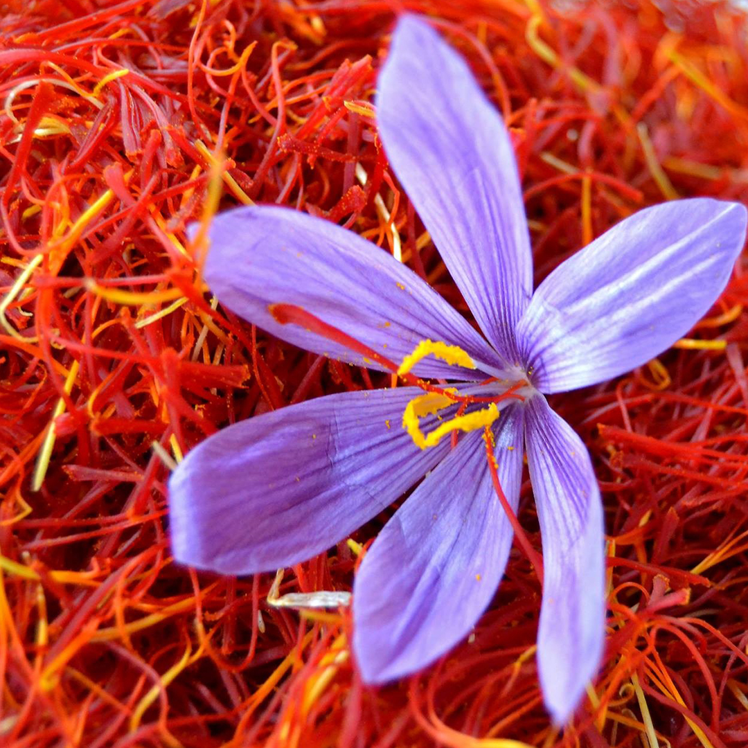 Azafrán Aguasmansas